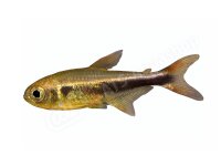 Aufkleber: Hemigrammus sp. "Xingu", groß