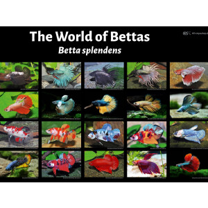 Poster: The World of Bettas - Betta splendens, groß