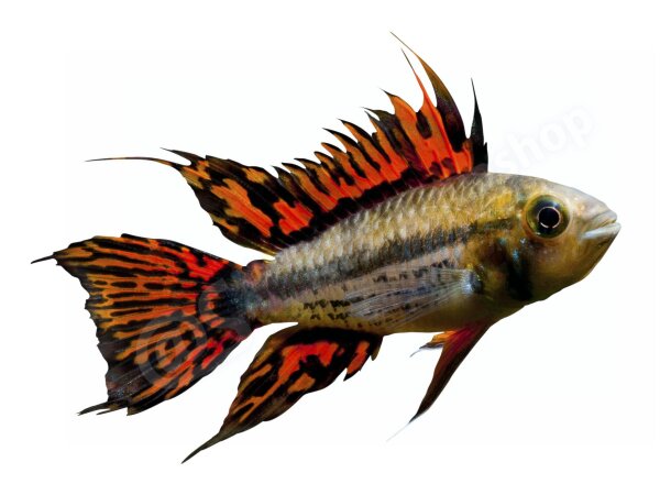 Schlüsselanhänger: Apistogramma cacatuoides, groß