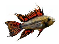 Schlüsselanhänger: Apistogramma cacatuoides,...