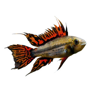 Schlüsselanhänger: Apistogramma cacatuoides,...