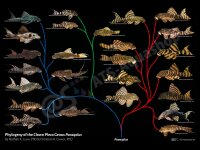 Poster: Phylogeny of the Clown Pleco Genus Panaqolus,...