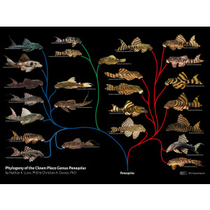 Poster: Phylogeny of the Clown Pleco Genus Panaqolus,...