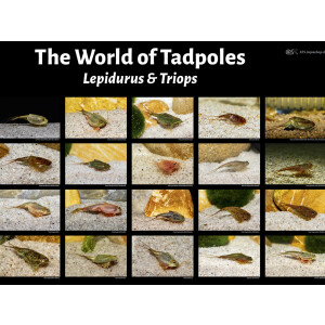 Poster: The World of Tadpoles - Lepidurus &  Triops,...
