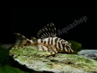 Kunstdrucke: Peckoltia compta (L 134)