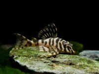 Kunstdrucke: Peckoltia compta (L 134)