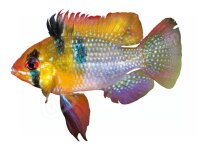 Schlüsselanhänger: Mikrogeopghagus ramirezi,...