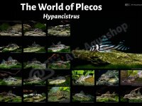 Poster: The World of Plecos - Hypancistrus, groß