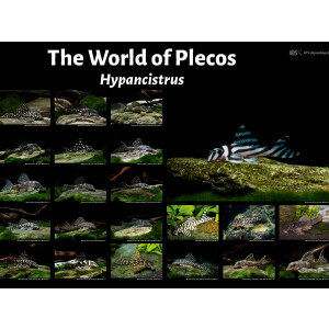 Poster: The World of Plecos - Hypancistrus, groß