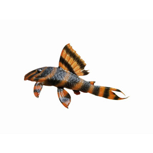 Kühlschrankmagnete: Panaqolus claustellifer (L 306),...