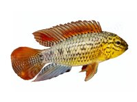 Kühlschrankmagnete: Apistogramma sp....