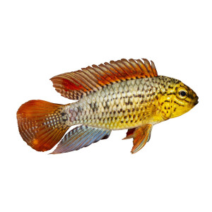 Aufkleber: Apistogramma sp. "Vielfleck",...