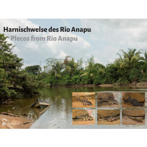 Poster: Harnischwelse des Rio Anapu, groß