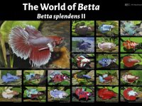 Poster: The World of Betta - Betta splendens II, groß
