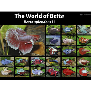 Poster: The World of Betta - Betta splendens II, groß