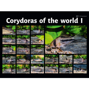 Poster: Corydoras of the world I, groß