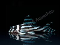 Kunstdrucke: Hypancistrus zebra (L 46)
