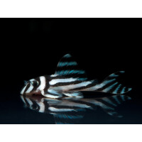 Kunstdrucke: Hypancistrus zebra (L 46)