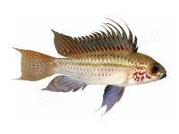 Aufkleber: Apistogramma eremnopyge, groß
