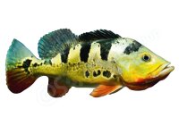 Aufkleber: Cichla monoculus "Tarapoto", groß