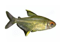 Aufkleber: Hyphessobrycon pulchripinnis, groß