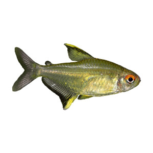 Aufkleber: Hyphessobrycon pulchripinnis, groß