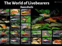 Poster: The World of Livebearers - Swordtails, groß