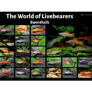 Poster: The World of Livebearers - Swordtails, groß