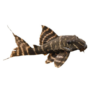 Kühlschrankmagnete: Panaqolus albivermis (L 204),...