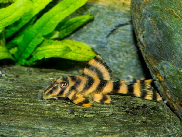 Kunstdrucke: Peckoltia sp. (L 295)
