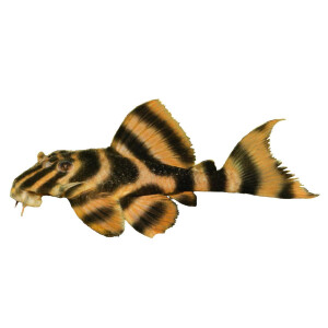 Aufkleber: Panaqolus claustellifer (L 306), groß