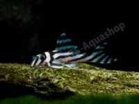 Kunstdrucke: Hypancistrus zebra (L 46)