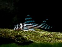 Kunstdrucke: Hypancistrus zebra (L 46)