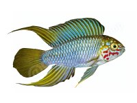Kühlschrankmagnete: Apistogramma borelli...