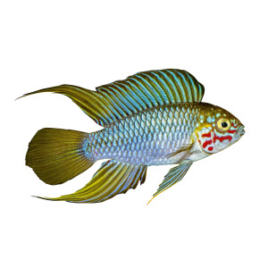 Kühlschrankmagnete: Apistogramma borelli...