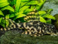 Kunstdrucke: Peckoltia sp. (L 295)