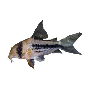 Aufkleber: Corydoras axelrodi, groß