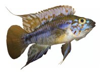 Aufkleber: Apistogramma ortegai "Morado",...