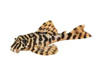 Schlüsselanhänger: Peckoltia compta (L 134),...