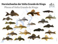 Poster: Harnischwelse der Volta Grande do Xingu, groß