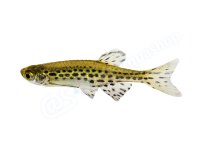 Aufkleber: Danio tinwini, groß