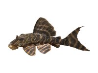 Aufkleber: Panaqolus sp. "Tigre" (L 460),...