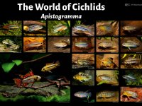 Poster: The World of Cichlids - Apistogramma, groß