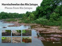 Poster: Harnischwelse des Rio Jatapu, groß