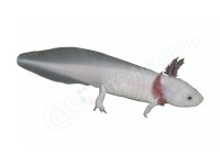 Aufkleber: Ambystoma mexicanum "White", groß