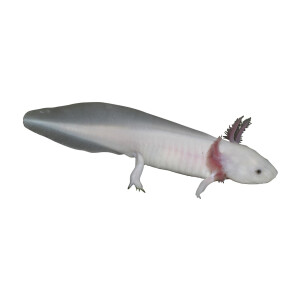 Aufkleber: Ambystoma mexicanum "White", groß