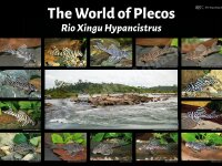 Poster: The World of Plecos - Rio Xingu Hypancistrus,...