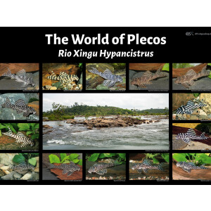 Poster: The World of Plecos - Rio Xingu Hypancistrus,...