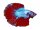 Kühlschrankmagnete: Betta splendens "Premium Selected", groß