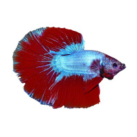 Kühlschrankmagnete: Betta splendens "Premium Selected", groß